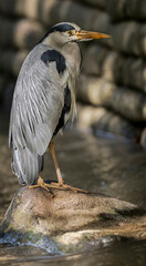 Heron standing on a rock, in a river, close up, in Scotland in summer