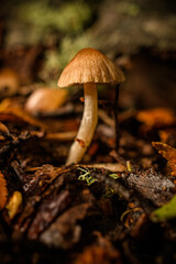 mushrooms in the forest