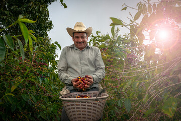 Hand holding freshly harvested Arabica coffee beans. - obrazy, fototapety, plakaty