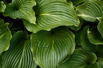 Obraz premium Close up of green leaves