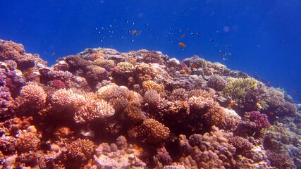 coral reef in the sea