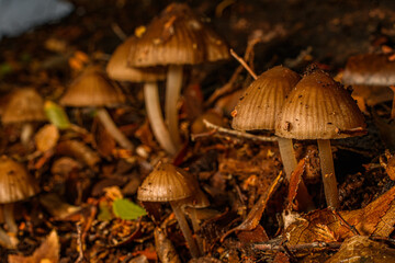 mushrooms in the forest