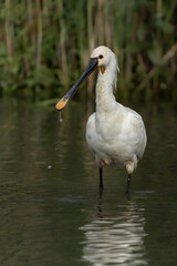  Beautiful Eurasian Spoonbill or common spoonbill (Platalea leucorodia) walking in shallow water hunting for food. Gelderland in the Netherlands.