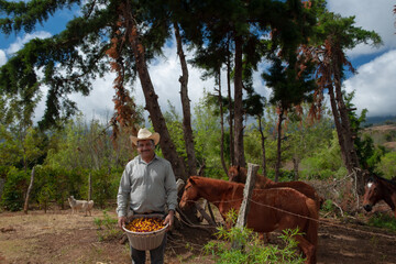 A worker makes manual harvesting coffee on a farm in the mountains.