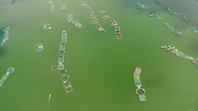 Fish farm on Lake Taal, Philippines, where locals breed fish for sale and food. Philippines, Luzon.