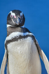 close up of a penguin on a blue background