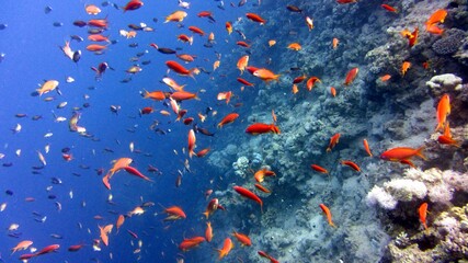 red and yellow fish