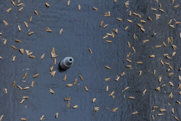 Trampa adhesiva de color negro con capsula de feromona para atrapar adultos de tuta absoluta