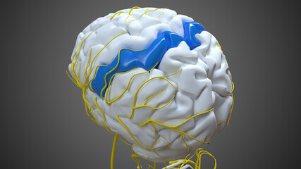 Brain postcentral gyrus Anatomy For Medical Concept 3D