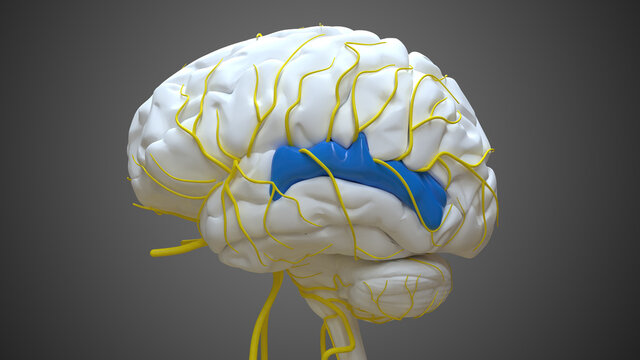 Brain Posterior Part Of Right Superior Temporal Gyrus Anatomy For Medical Concept 3D