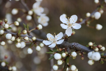 Zweig mit weißen Blüten am Baum in der Natur