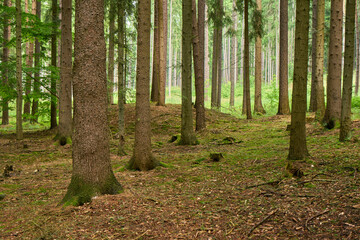 Obraz premium Moravian forest scene