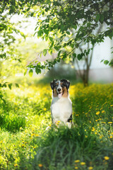 Portrait of adorable australian shepherd dog posing in the park on yellow dandalion's and green tree's background