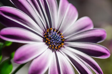 Blume