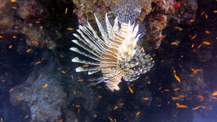 lionfish in aquarium