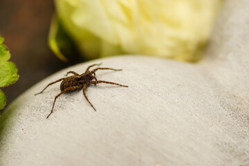 Spinne