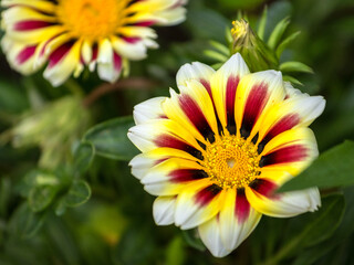 Close-up of sun flower with pink, purple, yellow striped petals on a green background