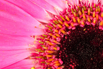 Blume