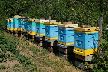 An apiary with blue hives standing in a row in the garden