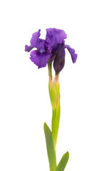 Iris flower isolated on white background. Beautiful spring flowers.