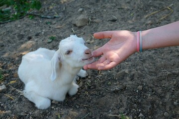 Very young goat is sucking finger of girl.