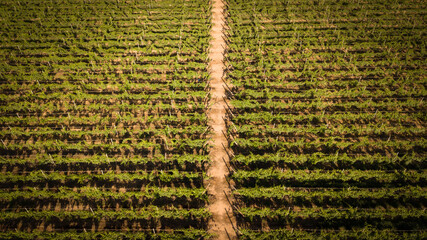 Tenerife vineyard panorama from drone. Beautiful landscape of stright rows, lines pattern