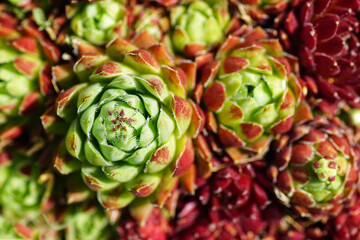 Sukkulenten  Fettpflanzen 