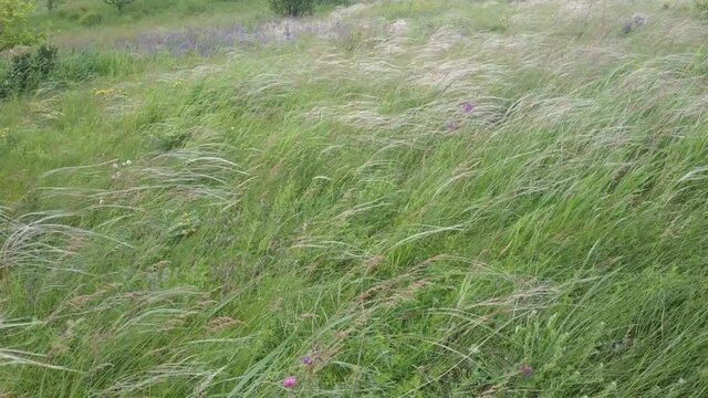 Stipa capillata is a rare plant as known as feather, needle, spear grass by wind in steppe. Ukraine field grass. Video mp4