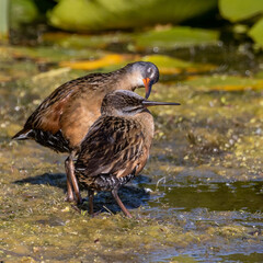 Love Birds at Lynde Shores Conservation Area Ajax Ontario