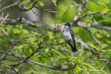eastern wood peewee singing perched on a branch