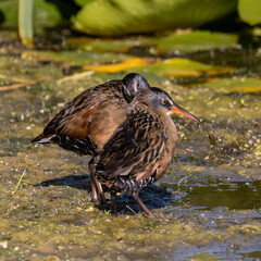 Love Birds at Lynde Shores Conservation Area Ajax Ontario