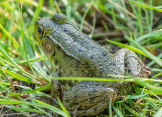 Mosquitoes feeding on a northern green frog - Michigan