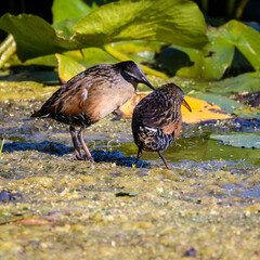 Love Birds at Lynde Shores Conservation Area Ajax Ontario