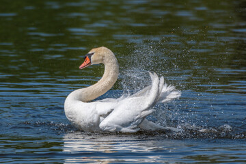 Adult male mute swan displaying wings on the Huron River