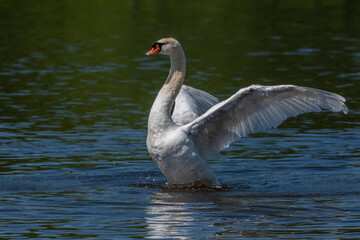 Adult male mute swan displaying wings on the Huron River
