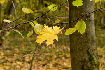 Fall. The fallen maple leaf, before reaching the ground, remained hanging on the lower branches