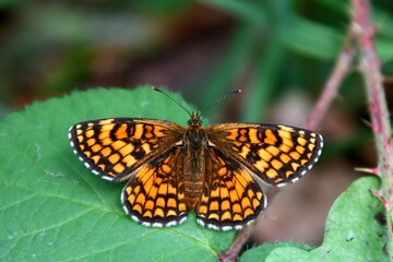 Papillon posé sur une feuille.
