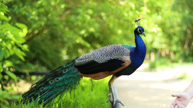 Beautiful blue peacock with shiny tail feathers walks at the summer park. The bird looks closely at the camera. wildlife