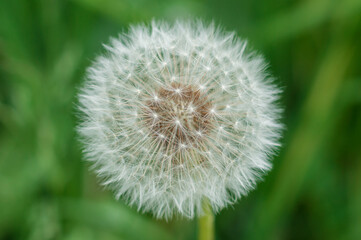Dandelion on a blury green background, close-up