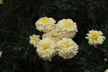 yellow and white flowers