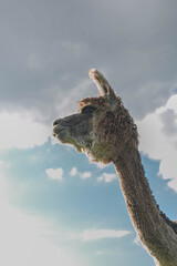 close up of a alpaca
