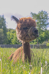 alpaca in the grass
