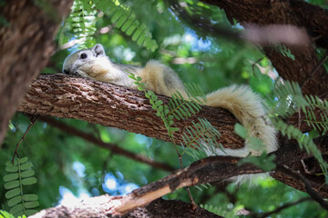 A squirrel resting on a tree trunk in a natural park.