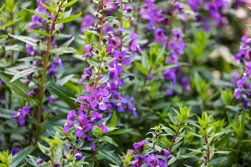 Angelonia Serena flower (Little Turtle Flower) in the park at winter