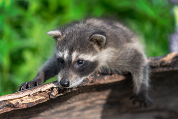Raccoon (Procyon lotor) Lounges On Side of Log Summer