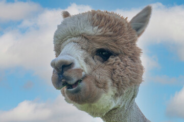 alpaca with sky