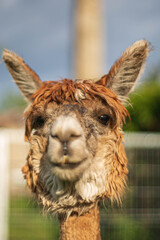 close up of an alpaca