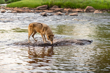 Obraz na płótnie Canvas Grey Wolf (Canis lupus) Leans Down to River Water Summer