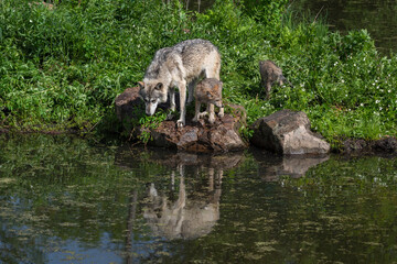 Grey Wolf (Canis lupus) and Pup On Shoreline Rock Another Walk Away Behind Summer