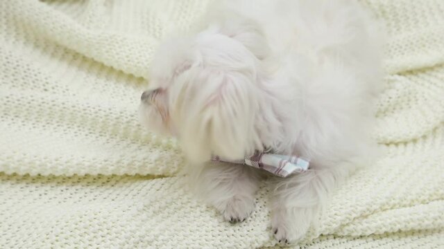 A white lap dog with a bow is lying on the bedspread